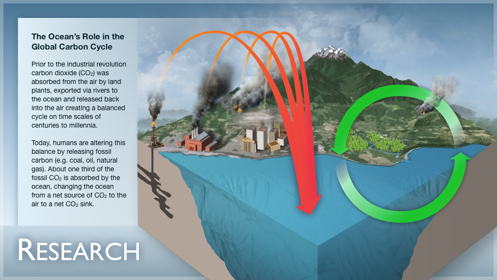 Ocean acidification: A wake-up call in our waters | National Oceanic